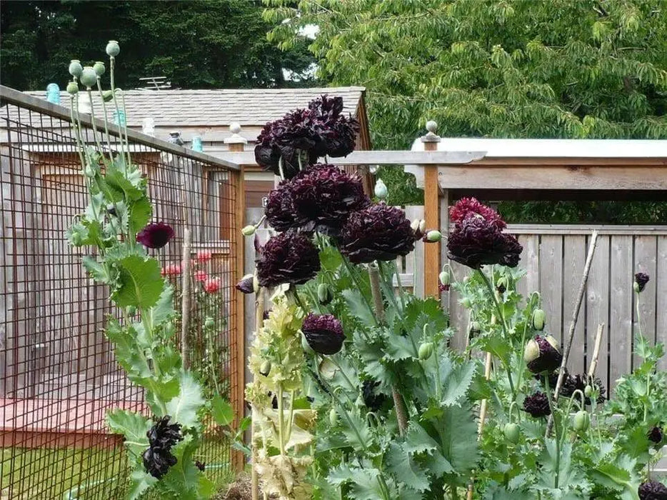 Peony POPPY Seeds - Black Flower ! - Caribbean garden seed
