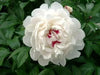 PEONY FESTIVA MAXIMA (Bareroots Plant) 3-4 Eyes, Perennial Shrub. - Caribbean garden seed