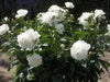 PEONY FESTIVA MAXIMA (Bareroots Plant) 3-4 Eyes, Perennial Shrub. - Caribbean garden seed