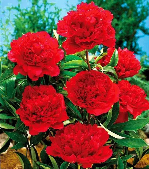 Peony Félix Crousse'(Bareroots Plant) 3-4 Eyes, Perennial Shrub. - Caribbean garden seed