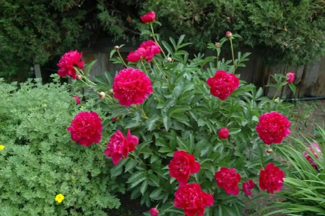 Peony Félix Crousse'(Bareroots Plant) 3-4 Eyes, Perennial Shrub. - Caribbean garden seed