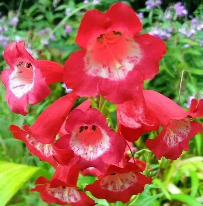 Penstemon Seeds - Scarlet Queen - PERENNIAL Flowers - Caribbean garden seed