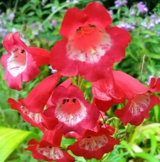 Penstemon Seeds - Scarlet Queen - PERENNIAL Flowers - Caribbean garden seed
