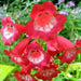 Penstemon Seeds - Scarlet Queen - PERENNIAL Flowers - Caribbean garden seed