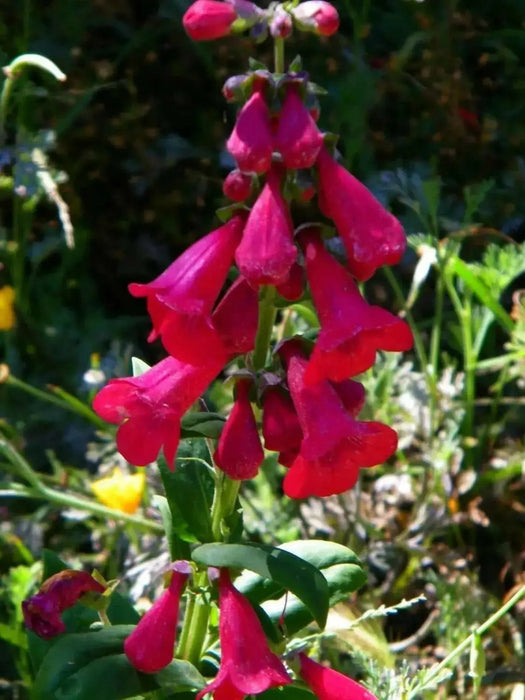 Penstemon Seeds - Scarlet Queen - PERENNIAL Flowers - Caribbean garden seed
