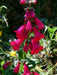 Penstemon Seeds - Scarlet Queen - PERENNIAL Flowers - Caribbean garden seed