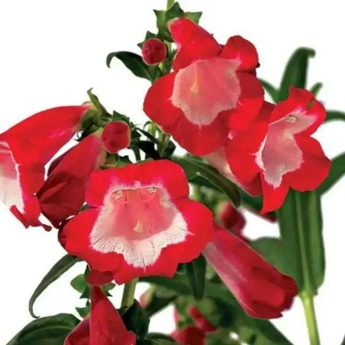 Penstemon Seeds - Scarlet Queen - PERENNIAL Flowers - Caribbean garden seed
