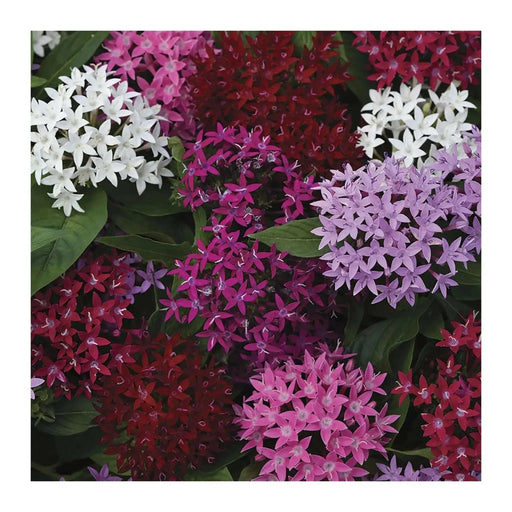 PENTAS BEEBRIGHT  (LIVE PLANTS) Annual flowers - Caribbean garden seed