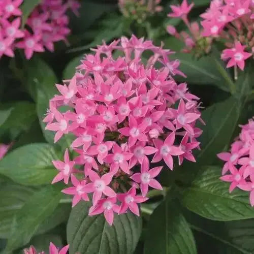 PENTAS BEEBRIGHT  (LIVE PLANTS) Annual flowers - Caribbean garden seed