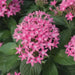 PENTAS BEEBRIGHT  (LIVE PLANTS) Annual flowers - Caribbean garden seed