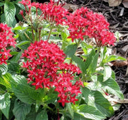 PENTAS BEEBRIGHT  (LIVE PLANTS) Annual flowers - Caribbean garden seed