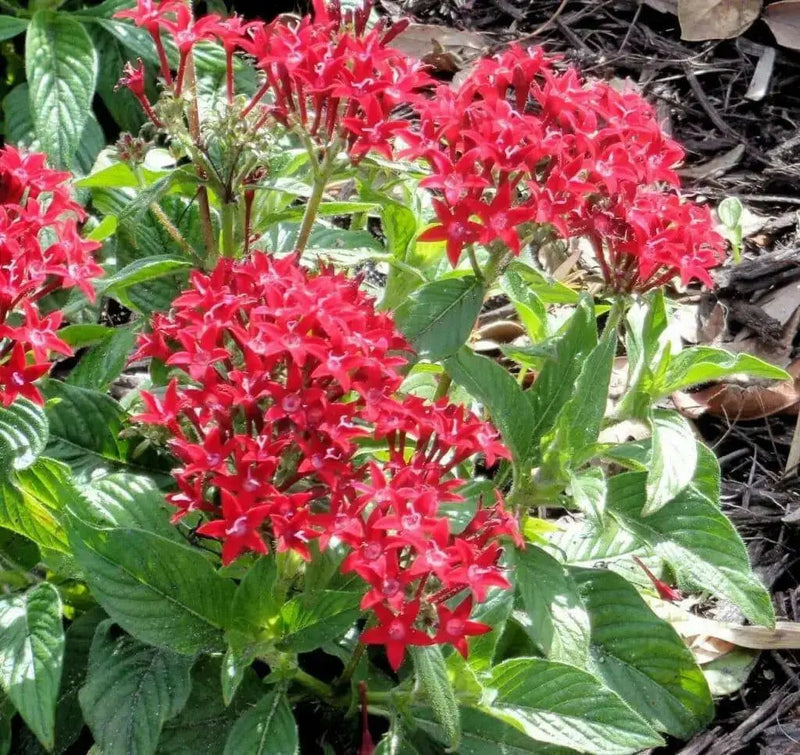 PENTAS BEEBRIGHT  (LIVE PLANTS) Annual flowers - Caribbean garden seed