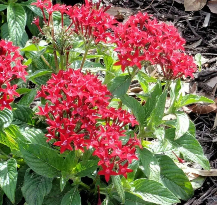 PENTAS BEEBRIGHT  (LIVE PLANTS) Annual flowers - Caribbean garden seed