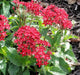 PENTAS BEEBRIGHT  (LIVE PLANTS) Annual flowers - Caribbean garden seed