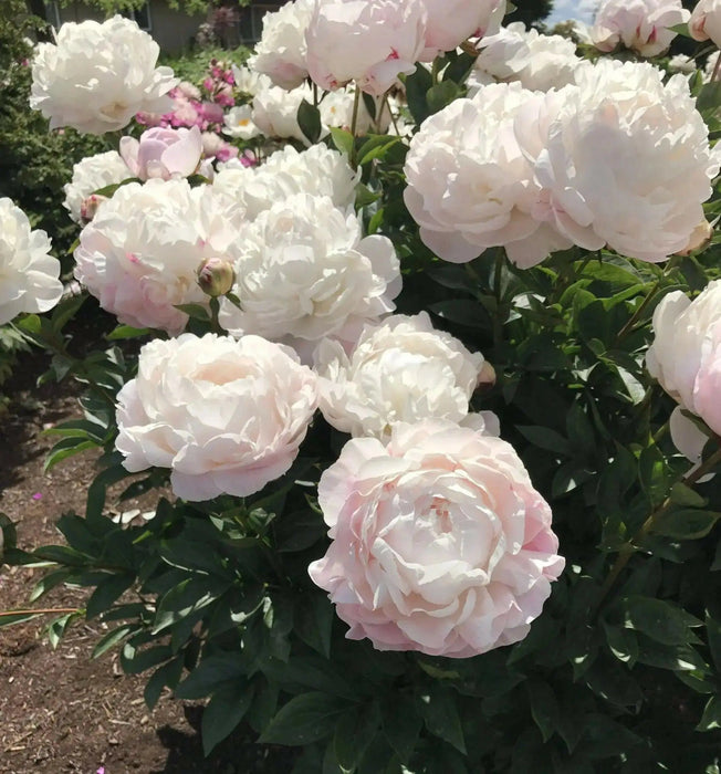 PEONY Blush Queen (Bareroots Plant) 3-4 Eyes, Perennial Shrub. - Caribbean garden seed