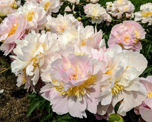 PEONY Blush Queen (Bareroots Plant) 3-4 Eyes, Perennial Shrub. - Caribbean garden seed
