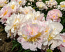 PEONY Blush Queen (Bareroots Plant) 3-4 Eyes, Perennial Shrub. - Caribbean garden seed