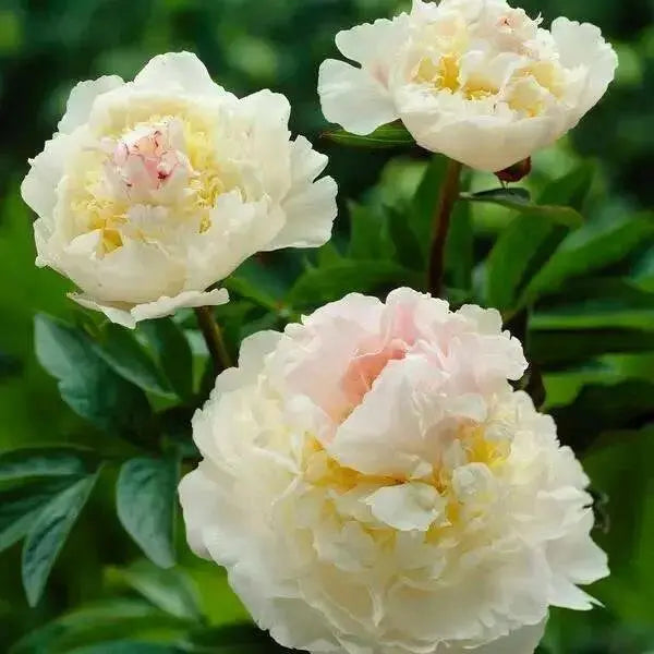 PEONY Blush Queen (Bareroots Plant) 3-4 Eyes, Perennial Shrub. - Caribbean garden seed