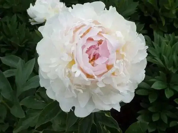 PEONY Blush Queen (Bareroots Plant) 3-4 Eyes, Perennial Shrub. - Caribbean garden seed