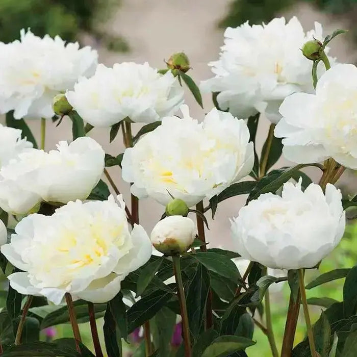 PEONY Duchesse de Nemours (Bareroots Plant) 3-4 Eyes, Perennial Shrub. - Caribbean garden seed