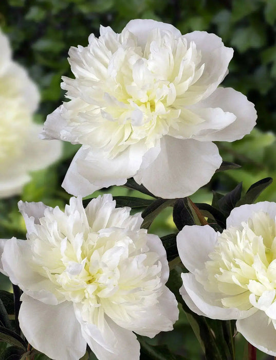 PEONY Duchesse de Nemours (Bareroots Plant) 3-4 Eyes, Perennial Shrub. - Caribbean garden seed