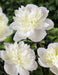 PEONY Duchesse de Nemours (Bareroots Plant) 3-4 Eyes, Perennial Shrub. - Caribbean garden seed