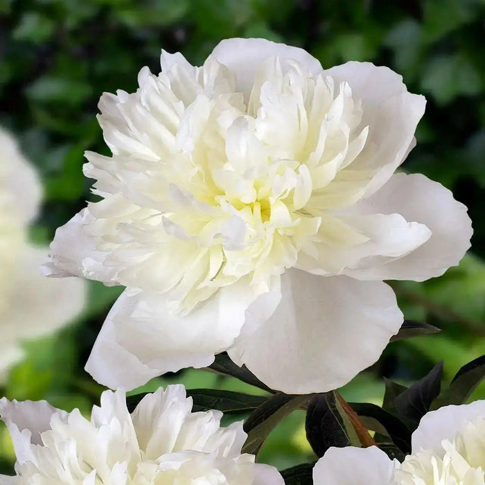 PEONY Duchesse de Nemours (Bareroots Plant) 3-4 Eyes, Perennial Shrub. - Caribbean garden seed