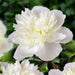 PEONY Duchesse de Nemours (Bareroots Plant) 3-4 Eyes, Perennial Shrub. - Caribbean garden seed