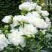 PEONY Duchesse de Nemours (Bareroots Plant) 3-4 Eyes, Perennial Shrub. - Caribbean garden seed
