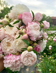 Peony myrtle gentry (Bareroots Plant) 3-4 Eyes, Perennial Shrub. - Caribbean garden seed