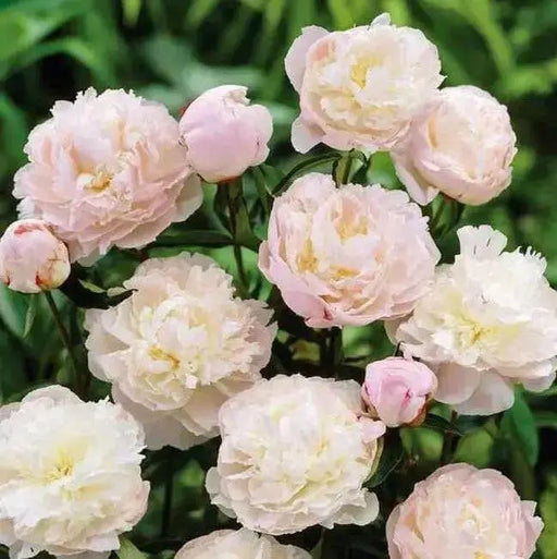 Peony myrtle gentry (Bareroots Plant) 3-4 Eyes, Perennial Shrub. - Caribbean garden seed