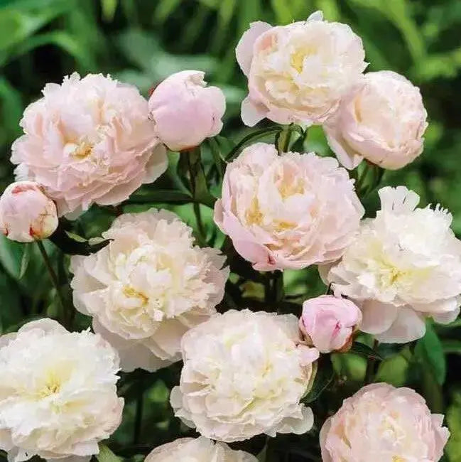 Peony myrtle gentry (Bareroots Plant) 3-4 Eyes, Perennial Shrub. - Caribbean garden seed
