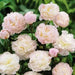 Peony myrtle gentry (Bareroots Plant) 3-4 Eyes, Perennial Shrub. - Caribbean garden seed