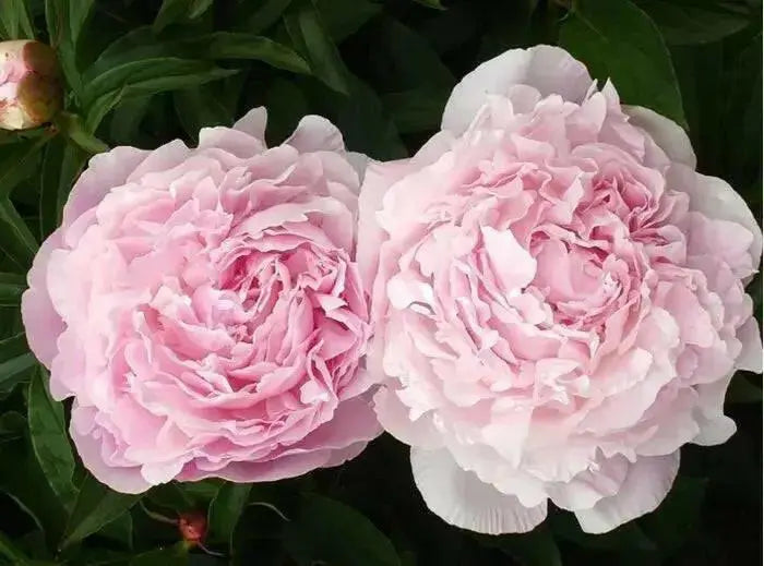 Peony myrtle gentry (Bareroots Plant) 3-4 Eyes, Perennial Shrub. - Caribbean garden seed