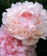 Peony myrtle gentry (Bareroots Plant) 3-4 Eyes, Perennial Shrub. - Caribbean garden seed
