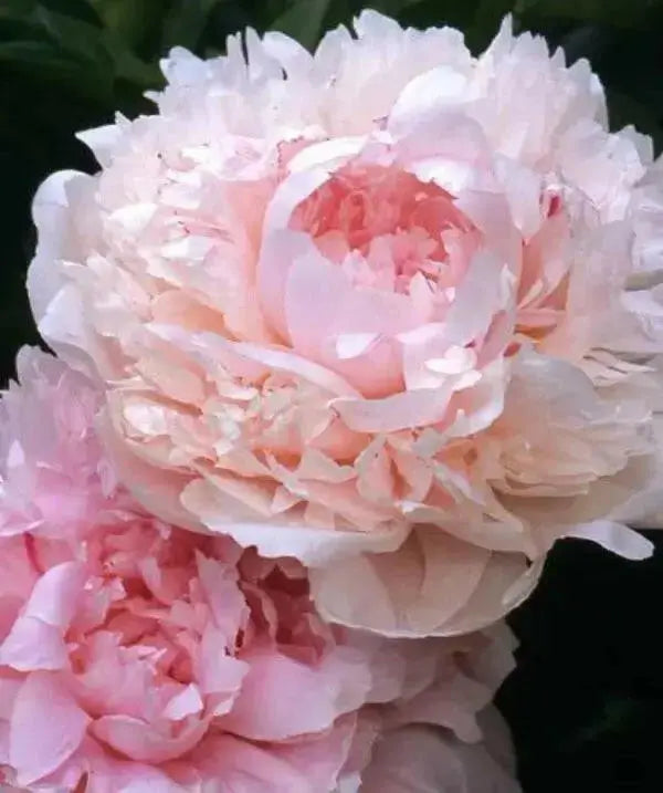 Peony myrtle gentry (Bareroots Plant) 3-4 Eyes, Perennial Shrub. - Caribbean garden seed