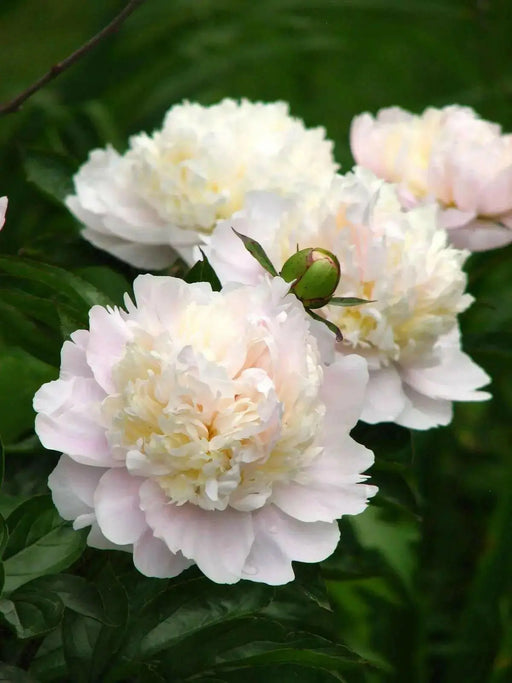 Peony Shirley Temple (Bareroots Plant) 3-4 Eyes, Perennial Shrub. - Caribbean garden seed