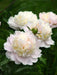 Peony Shirley Temple (Bareroots Plant) 3-4 Eyes, Perennial Shrub. - Caribbean garden seed