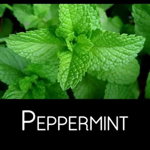 Peppermint Herb Seeds (Mentha Piperita) perennial herb - Caribbean garden seed