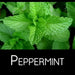 Peppermint Herb Seeds (Mentha Piperita) perennial herb - Caribbean garden seed