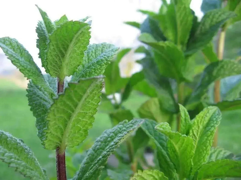 Peppermint Herb Seeds (Mentha Piperita) perennial herb - Caribbean garden seed