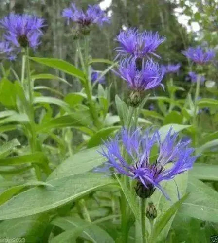 Perennial Cornflower Seeds - Montana, Mountain Cornflower ! - Caribbean garden seed