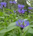 Perennial Cornflower Seeds - Montana, Mountain Cornflower ! - Caribbean garden seed