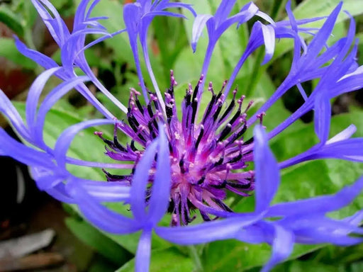 Perennial Centaurea Seeds - Montana, Mountain Bluet ! - Caribbean garden seed