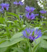 Perennial Centaurea Seeds - Montana, Mountain Bluet ! - Caribbean garden seed