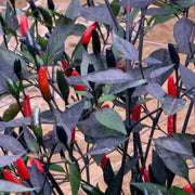 PEPPER Seeds, ZIMBABWE BLACK, Capsicum annuum, edible ornamental,fiery hot. - Caribbean garden seed