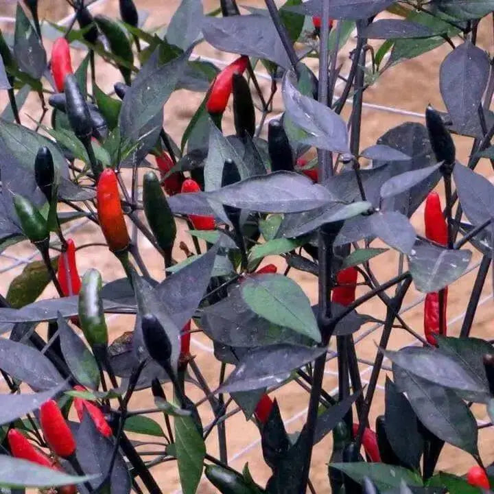 PEPPER Seeds, ZIMBABWE BLACK, Capsicum annuum, edible ornamental,fiery hot. - Caribbean garden seed