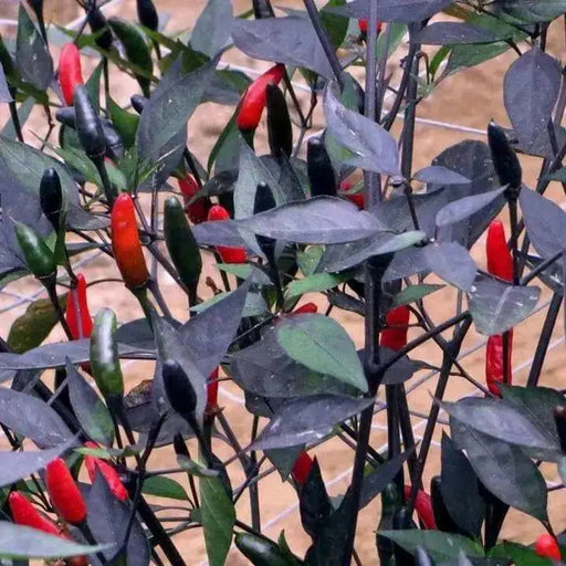 PEPPER Seeds, ZIMBABWE BLACK, Capsicum annuum, edible ornamental,fiery hot. - Caribbean garden seed