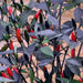 PEPPER Seeds, ZIMBABWE BLACK, Capsicum annuum, edible ornamental,fiery hot. - Caribbean garden seed