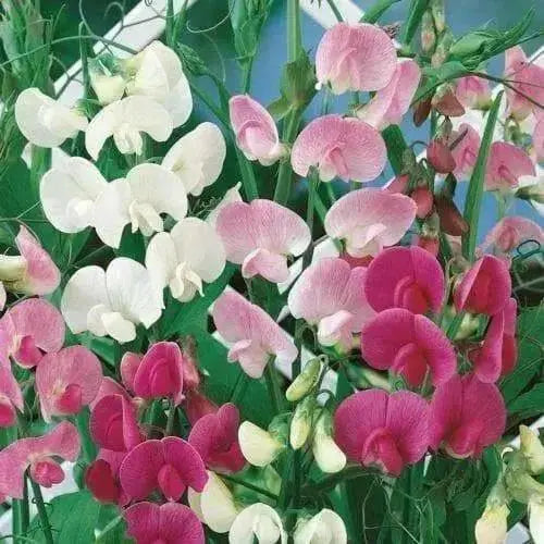 Perennial Sweet Pea - Pearl White - Lathyrus latifolius ~30 Seeds~ - Caribbean garden seed
